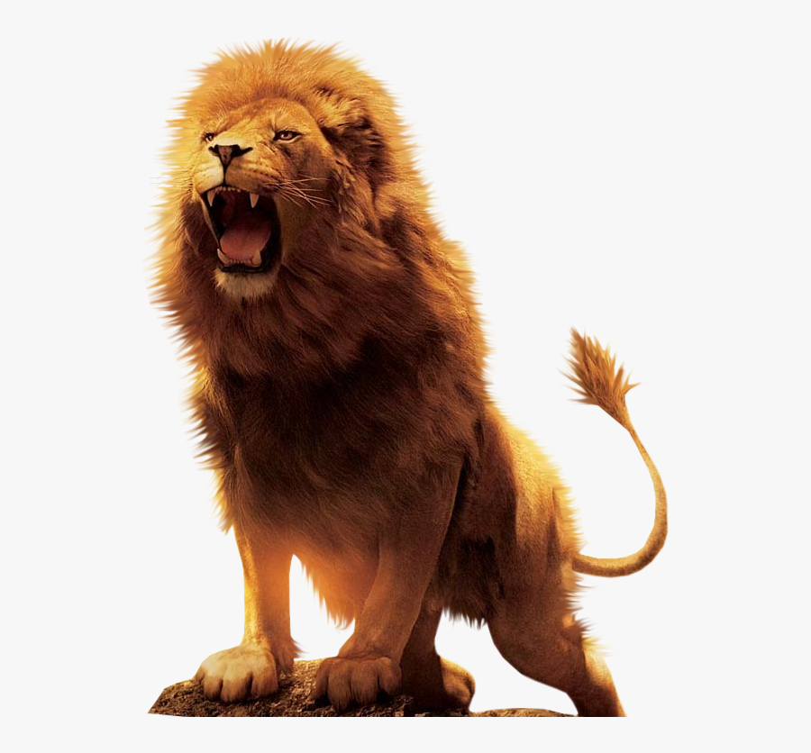 Aslan Lion Desktop Wallpaper Download - Roaring Lion Images Hd Png, Transparent Clipart