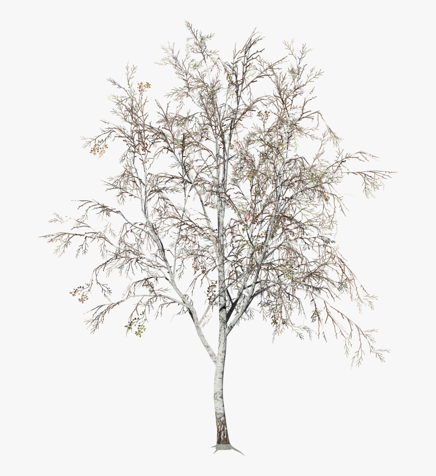 Clip Art Birch Tree Illustration - Portable Network Graphics , Free