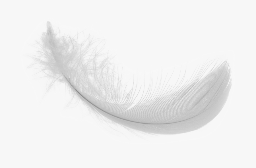 Feather Png Image -white Feather Png Download Image - Real White Feather Png, Transparent Clipart