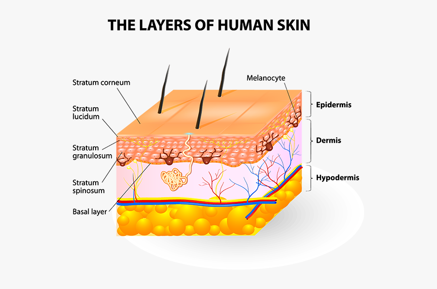 Anatomy Of Your Dermatology - Melanin In Skin Diagram, Transparent Clipart