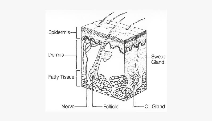 Clip Art Health Prevention And Treatment - Parts Of The Skin Grade 3, Transparent Clipart