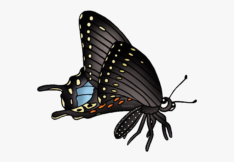 State Butterfly Of Oklahoma - Black Swallowtail Butterfly Clipart, Transparent Clipart