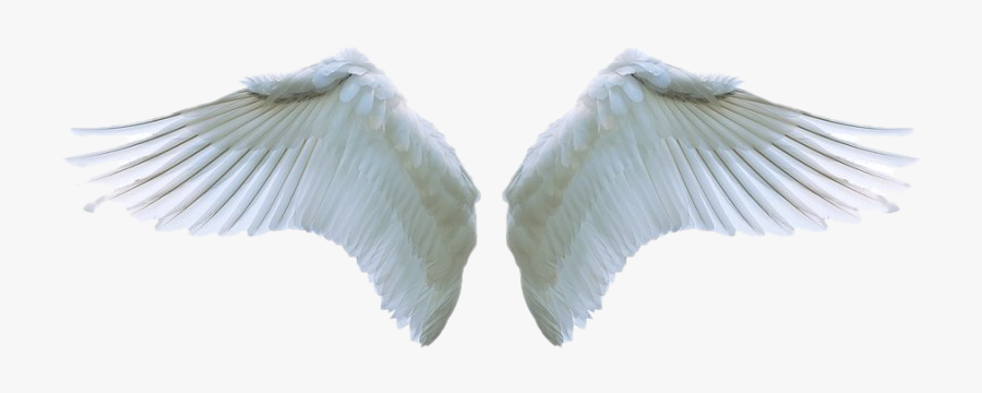 Angel Wings Png Clipart - Angel Wings Png Transparent , Free ...