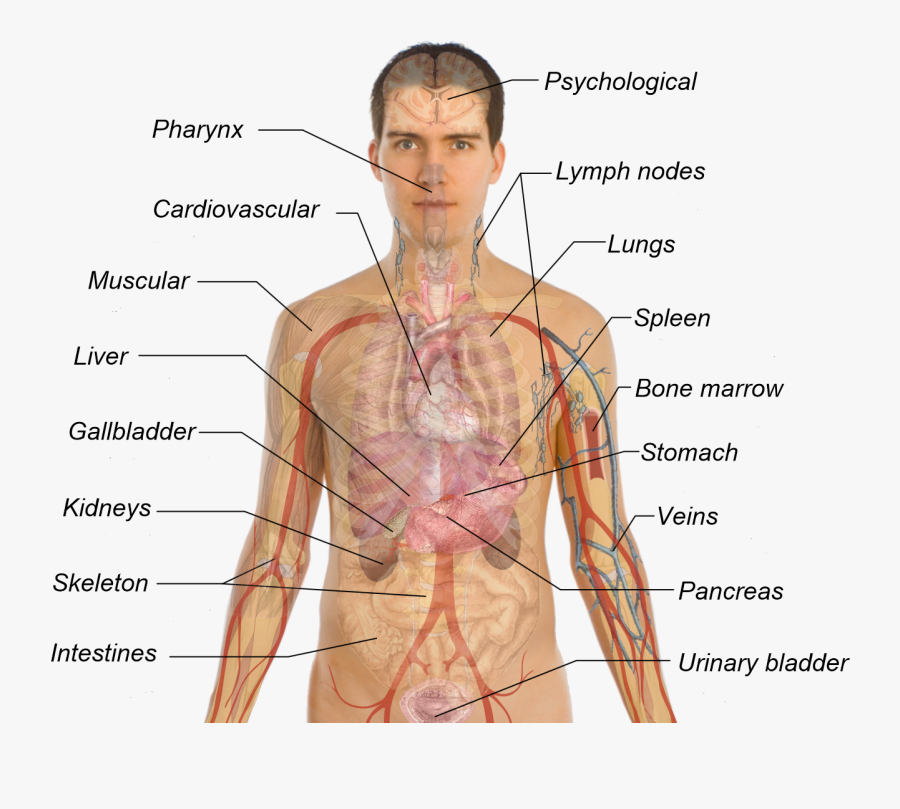 Liver Clipart Body Organ System - All Your Organs In Your Body, Transparent Clipart