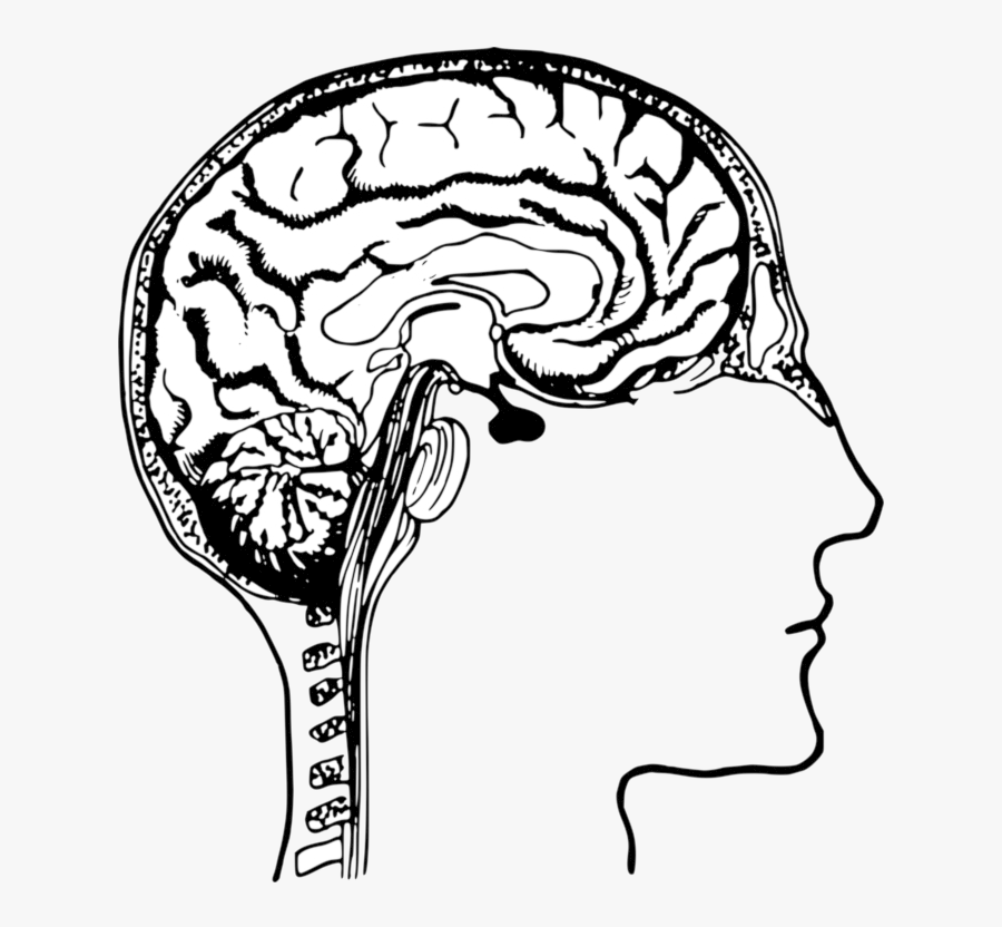 Brain Human Body Head Drawing Transparent Png - Human Brain Clip Art, Transparent Clipart
