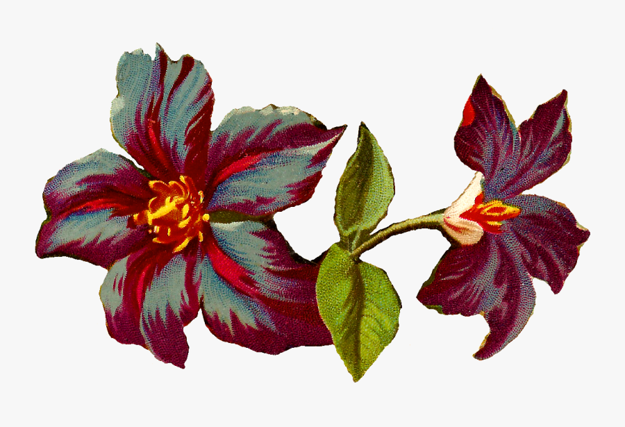 Flower Clematis Jackmanii Illustration - Flowers Vintage Illustration Png, Transparent Clipart