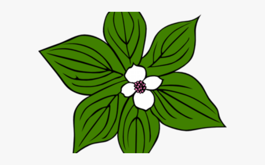 White Flower Clipart Green - Tropical Rainforest Plants Drawings, Transparent Clipart