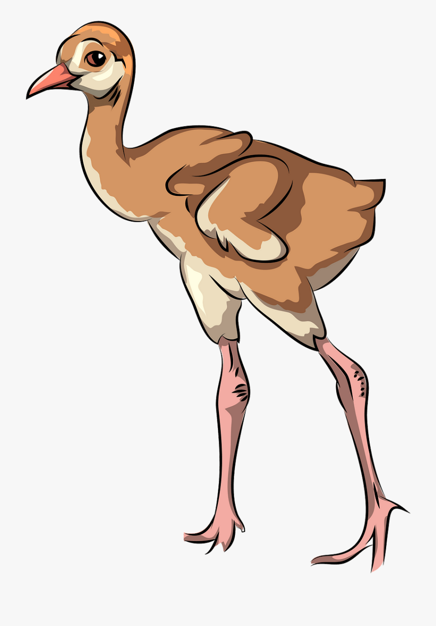 Flightless Bird, Transparent Clipart