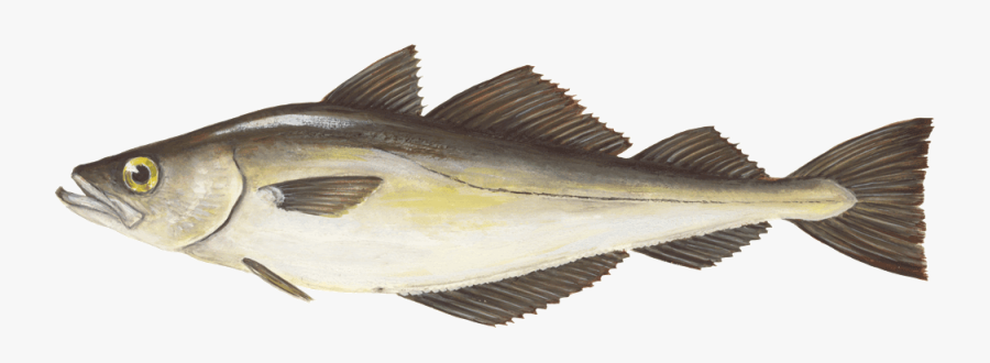 Striper Bass, Transparent Clipart