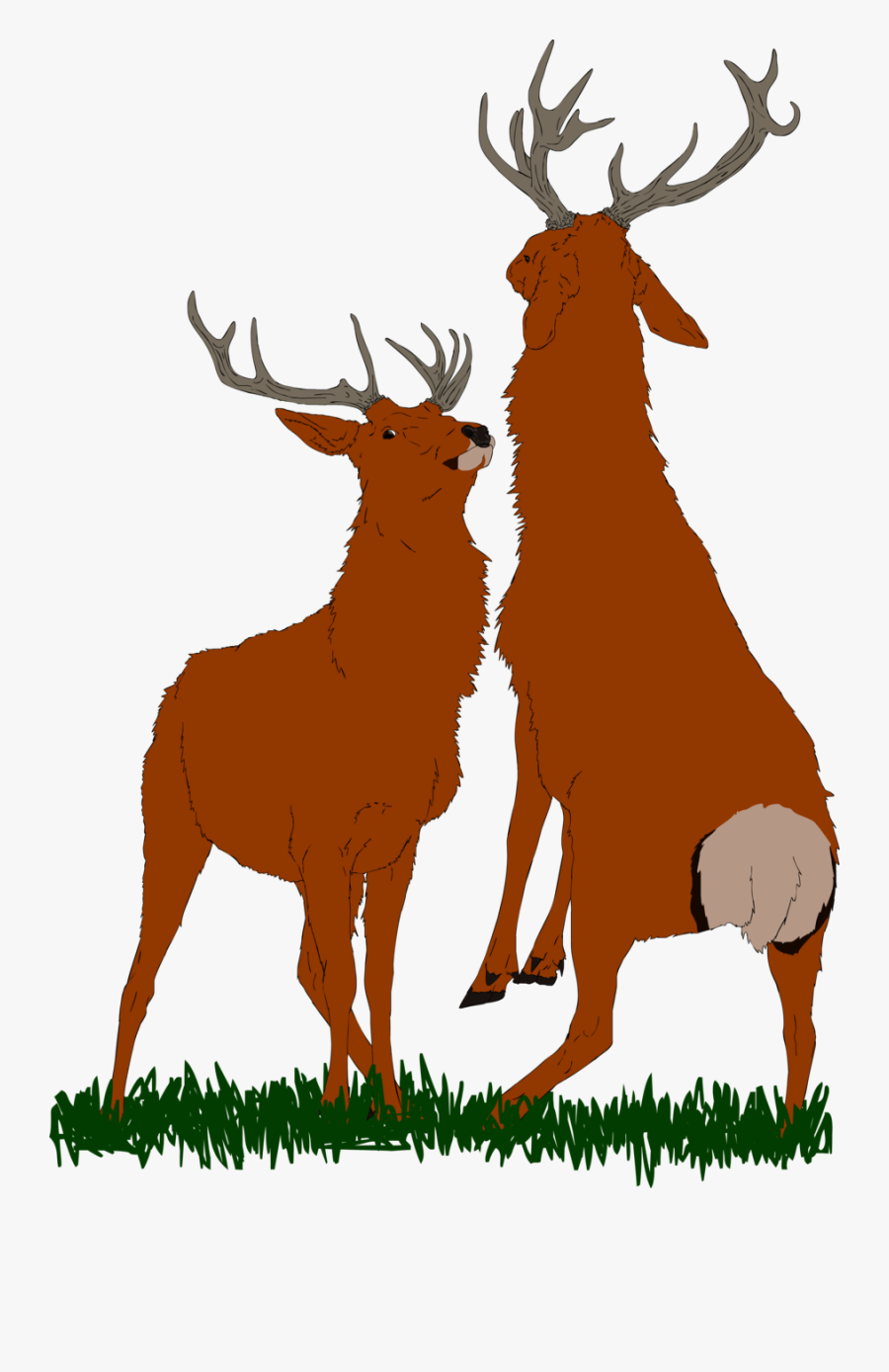Bull Elk Png - Antler, Transparent Clipart
