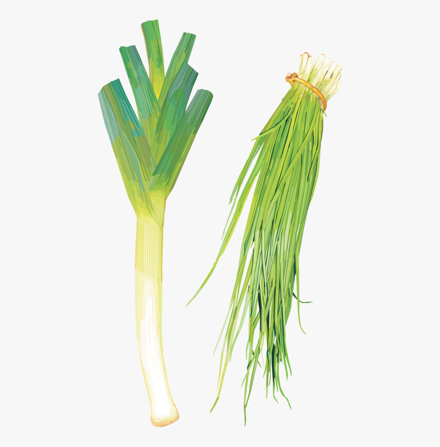 Clip Art Green Onion Flower - Leek, Transparent Clipart