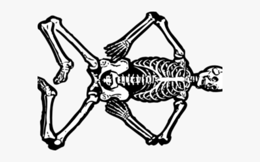 Skeletons Cliparts - Skeleton Body Clip Art, Transparent Clipart