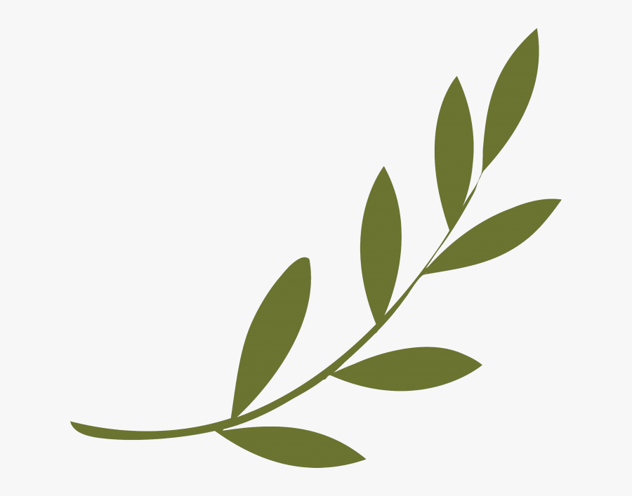 Olive Branch Peace Symbols Olive Wreath - Olive Branch Png, Transparent Clipart