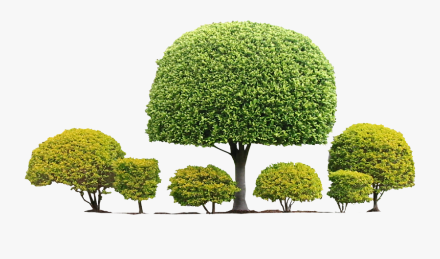 Transparent Shrub Png - Topiary Plant Png, Transparent Clipart