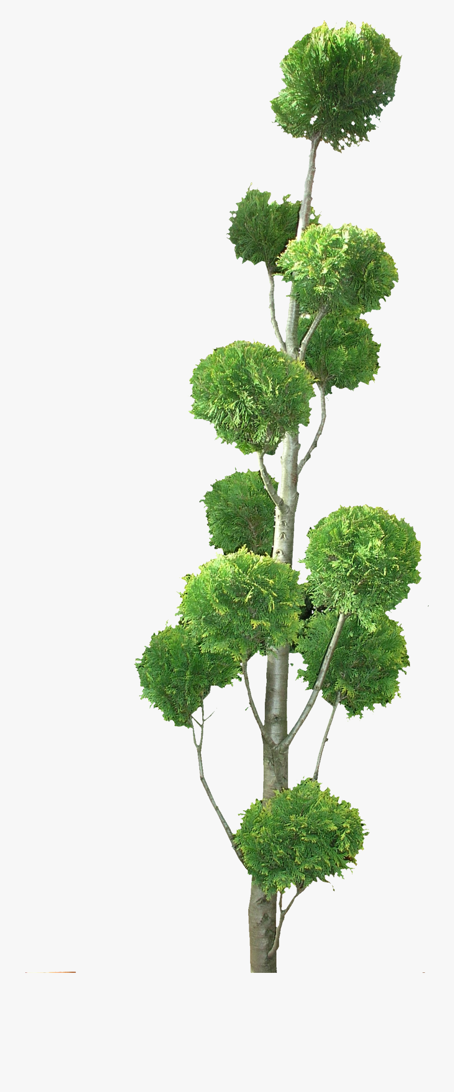 Topiary Tree Png, Transparent Clipart