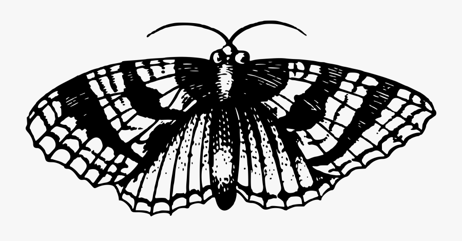 Big Image Png - Moth Black And White Clipart, Transparent Clipart