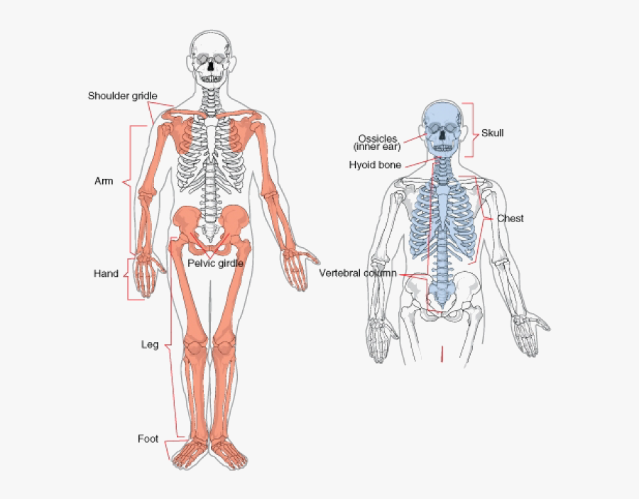 Appendicular Skeleton Bones , Free Transparent Clipart - ClipartKey