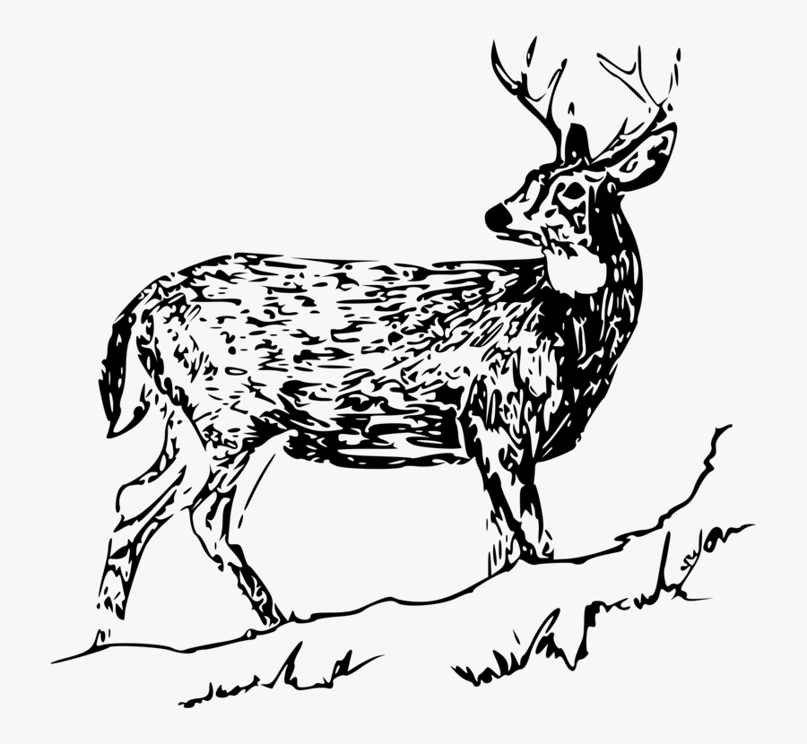 Musk Deer,monochrome Photography,deer - Dear Black And White, Transparent Clipart