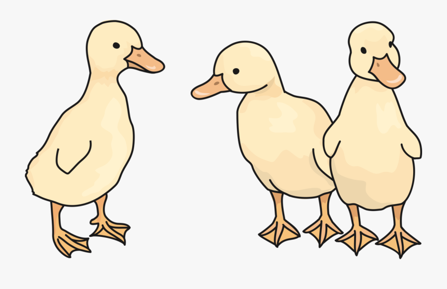 Wildlife,ducks Geese And Swans,american Black Duck, Transparent Clipart
