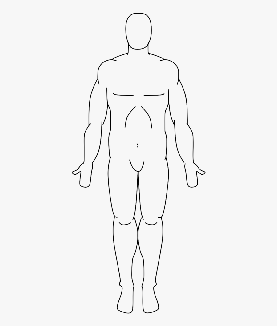 Clip Art Anatomical Position Diagram - Drawing Of Anatomical Position, Transparent Clipart