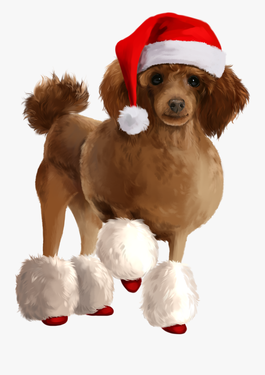 Poodle Christmas Vector, Transparent Clipart