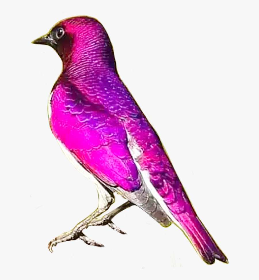 #bird #birds #purple #purplebird #pink #pinkbird #fly - Pink Purple Birds Hd, Transparent Clipart