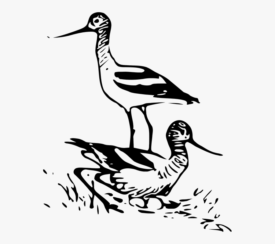 Sandpipers, Small Wading Birds, Shorebird, Sandpiper - Clip Art, Transparent Clipart