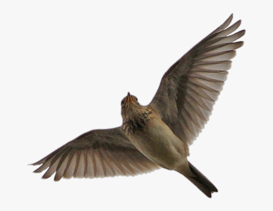 Flying Skylark - Skylark Flying Png, Transparent Clipart