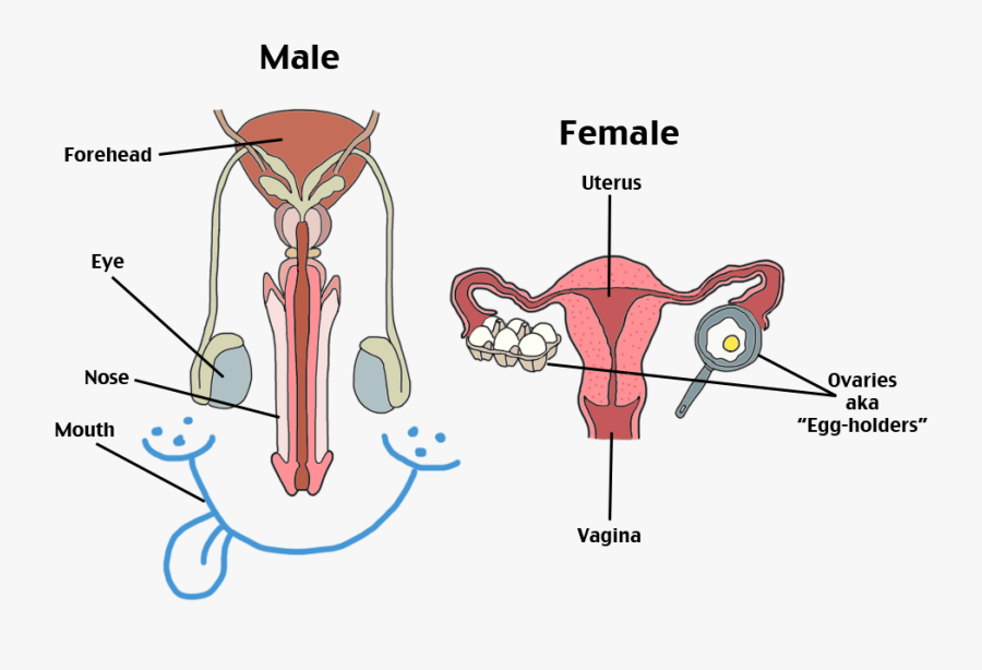 Clip Art Image Png Uncyclopedia Fandom - Female Reproductive System Cute, Transparent Clipart