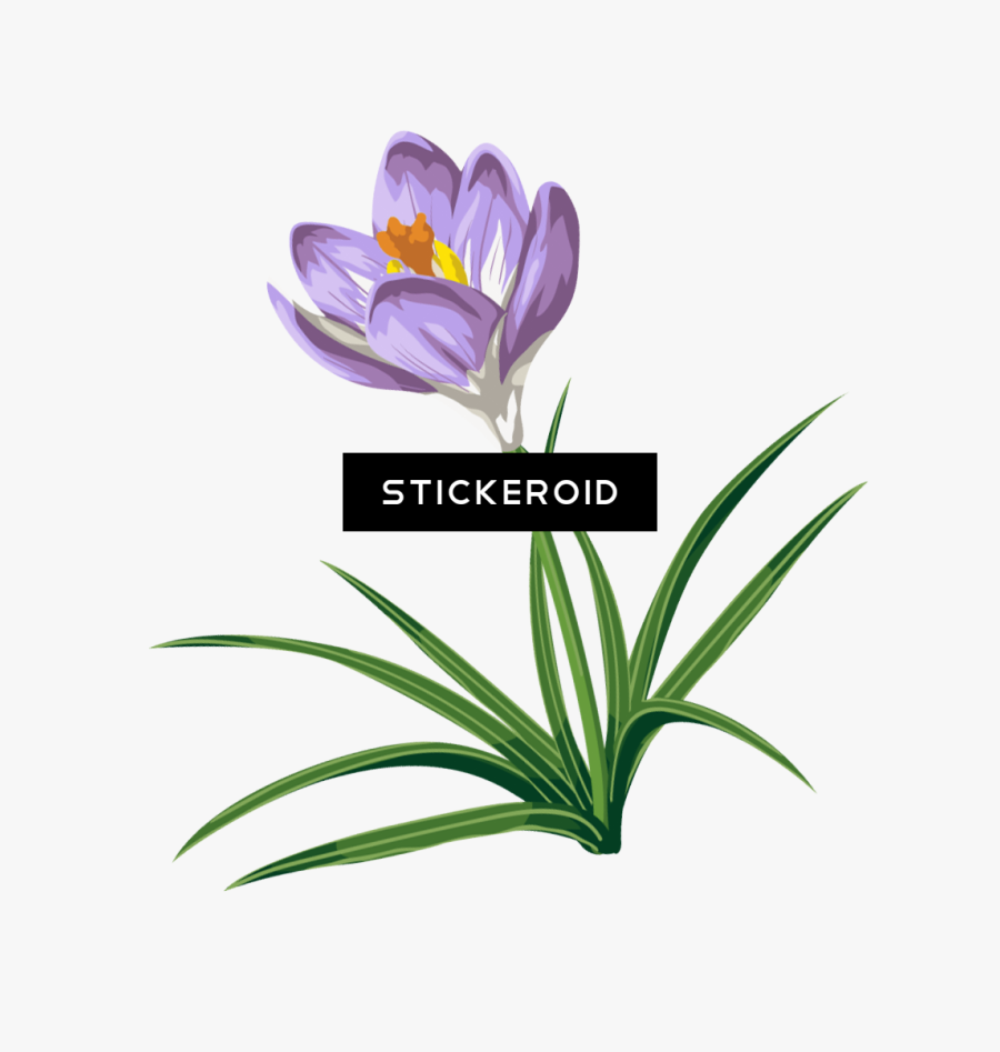 Flower,flowering Crocus,graphics,snow Crocus,pedicel,saffron - Крокус Пнг, Transparent Clipart