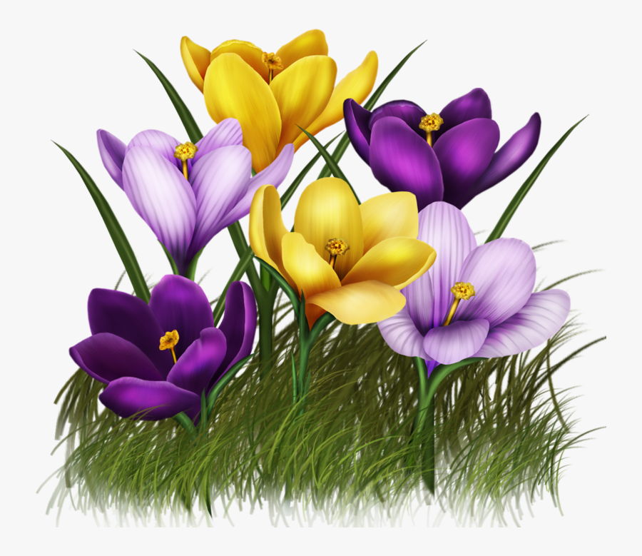 Crocus Flower Animated, Transparent Clipart