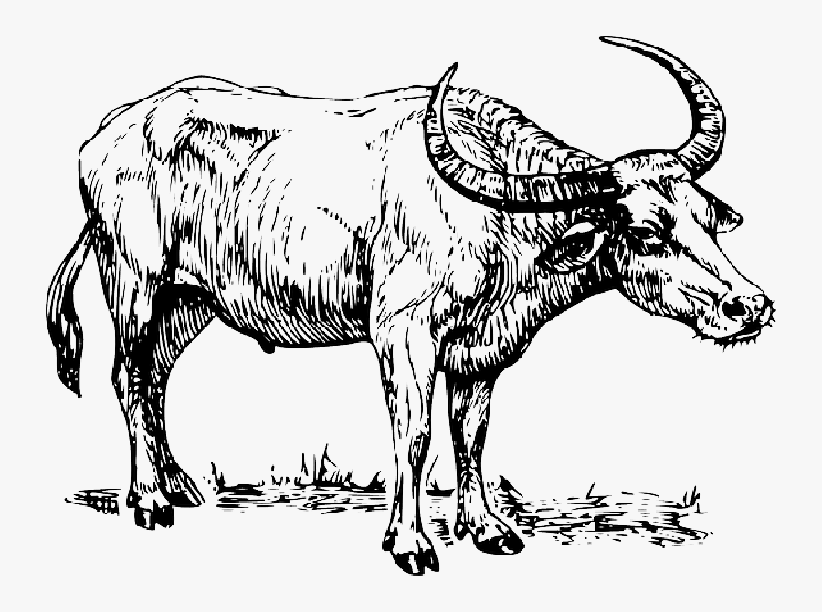 Water Buffalo Clipart Black And White, Transparent Clipart