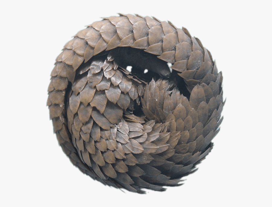 Rolled Up Pangolin - Pangolin, Transparent Clipart