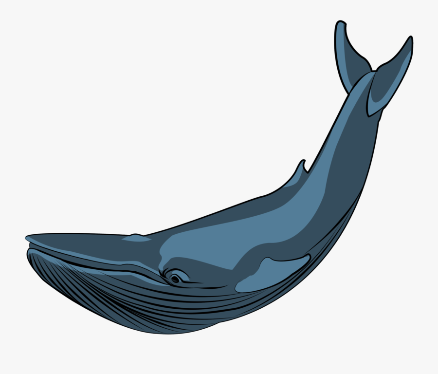 Alice Duigan Mussared Got - Whale, Transparent Clipart