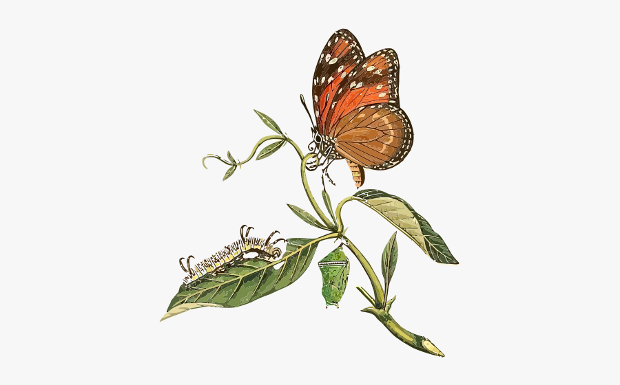 Danaus Eresimus Clip Art - Butterfly On The Leaf Clip Arts, Transparent Clipart