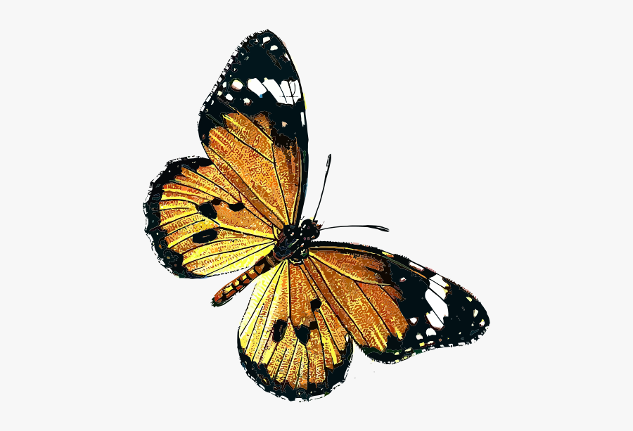 Danaus Chrysippus Clip Art - Public Domain Vintage Butterfly, Transparent Clipart