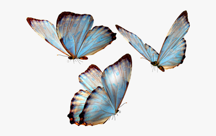Mariposas Png Para Photoscape Vector, Clipart, Psd - Butterfly Transparent Background, Transparent Clipart