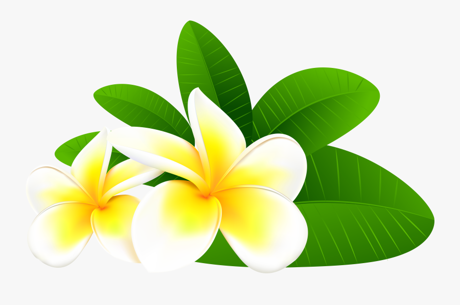 Clip Art Plumeria Clipart - Plumeria Flowers Clip Art, Transparent Clipart