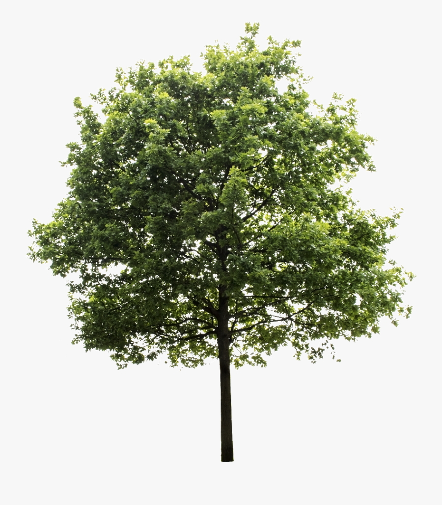 Trees Elevation For Photoshop , Free Transparent Clipart - ClipartKey