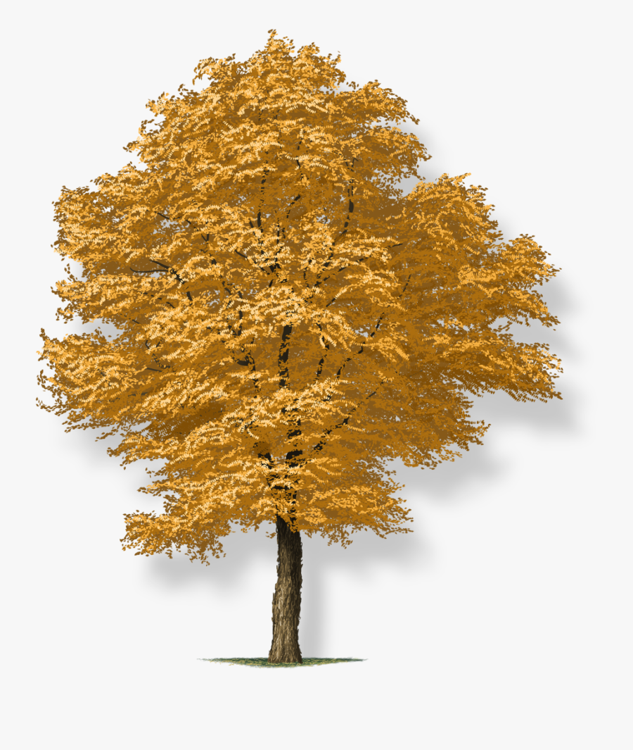 Kentucky Coffee Tree, Transparent Clipart