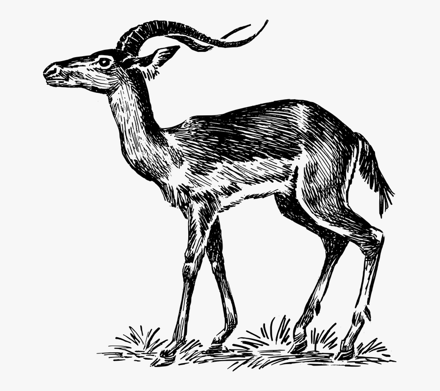 Antelope, Animal, Biology, Mammal, Zoology - Impala Clip Art, Transparent Clipart