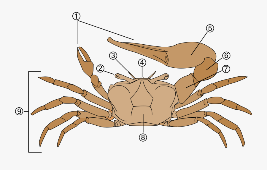 Invertebrate Zoology - Fiddler Crab Diagram, Transparent Clipart