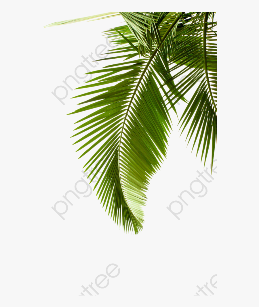 Leaves Leaf Coco Clipart - Transparent Palm Tree Leaf Png, Transparent Clipart