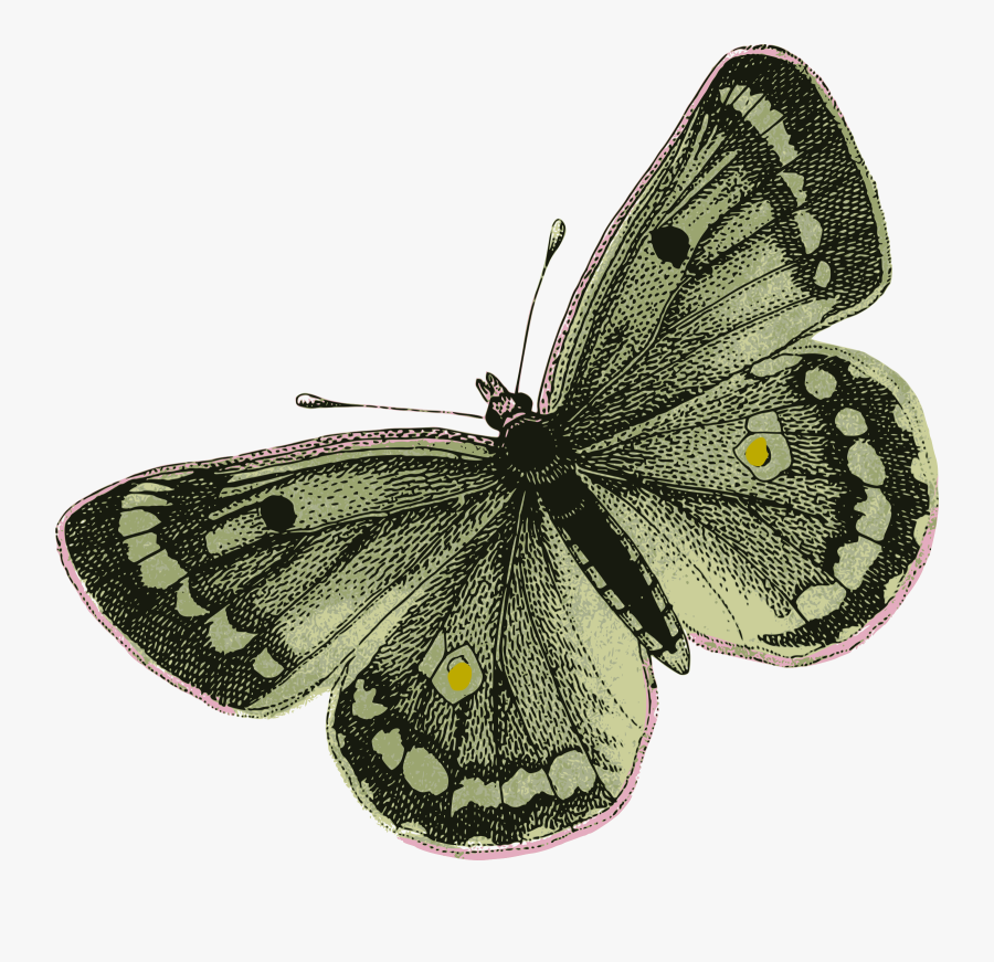 Green Butterfly - Green Butterfly Transparent Png, Transparent Clipart