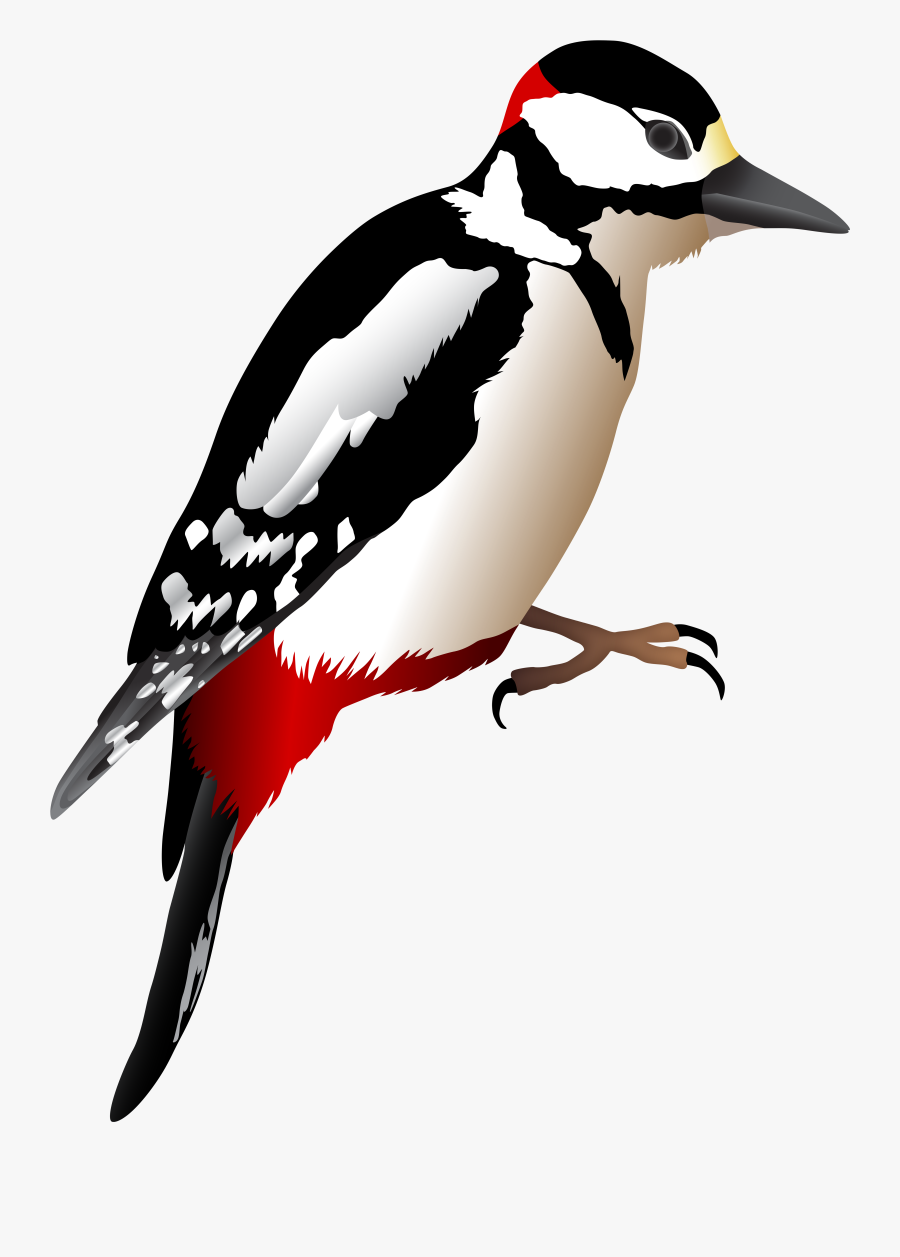 Woodpecker Transparent Image Gallery Yopriceville - Woodpecker Transparent, Transparent Clipart