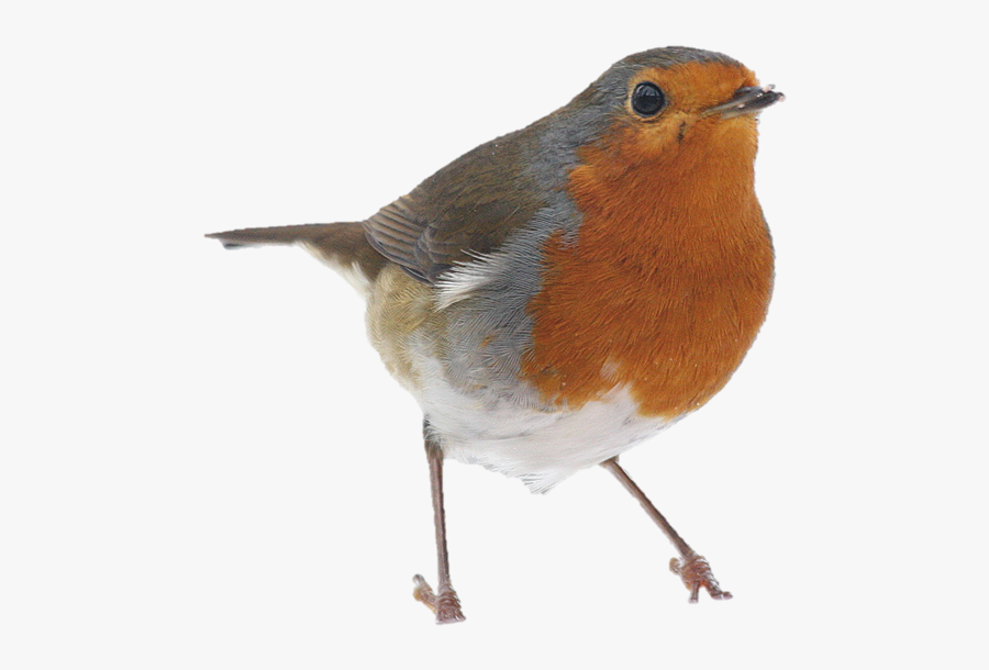 Collection Of Free Transparent Birds Robin - Robin Bird Png, Transparent Clipart