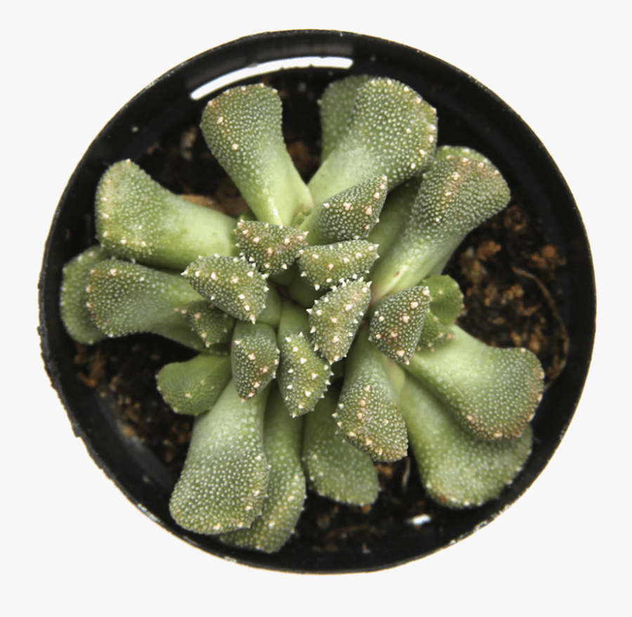 Leaf Clay Aloinopsis Luckhoffii - Succulent Plant, Transparent Clipart