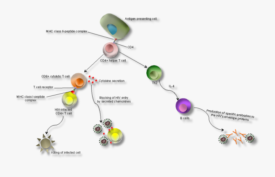 Human Immunodeficiency Virus - Immunodeficiency Hiv, Transparent Clipart