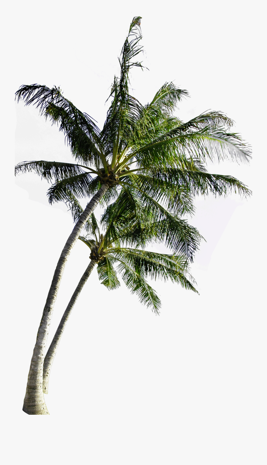 Coconut Computer Tree File Free Transparent Image Hd - Coconut Tree Images Png, Transparent Clipart