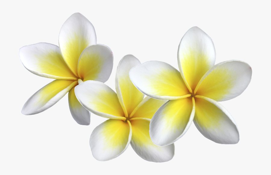 Benefits Of Massage - Frangipani Png, Transparent Clipart